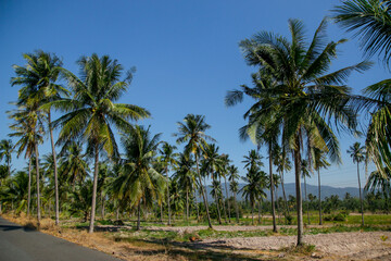 Obraz premium Coconut plantation in tropical plantation