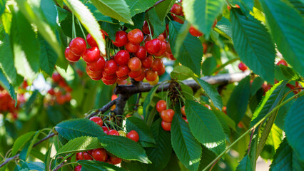 Red berry sweet cherry on a background of green foliage