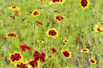 黄色と濃紅色の花　ハルシャギク