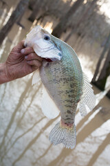 Crappie Caught in a Louisiana Bayou