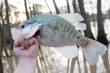 Crappie Caught in a Louisiana Bayou
