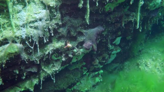 Macro shooting crayfish Acanthogammarus deep underwater in animal world of peculiar wild nature of Lake Baikal in Siberia Russia.