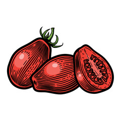 Plum-shaped tomatoes, hand drawn vector illustration in vintage engraving style. Isolated on white background.