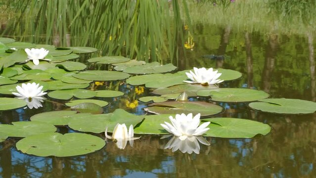 Video clip of white blooming lotuses on a forest lake close-up vegetative moving background