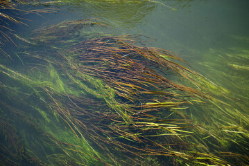 Closeup of aquatic grass in the river