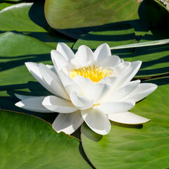 White water lily - lotus blooming
