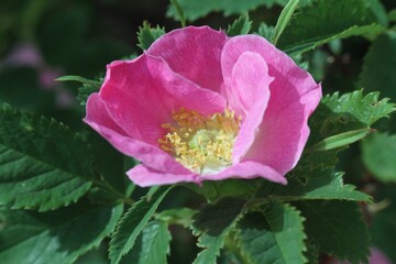 pink rose flower