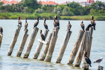A flock of cormorants sits on a old sea pier