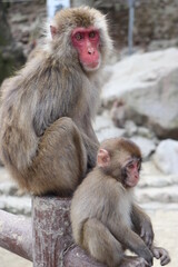 Obraz premium さるの群れ、高崎山自然動物園、大分県