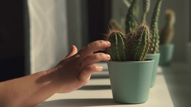 The child touches the cactus that stands on the windowsill.