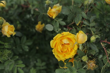 yellow roses