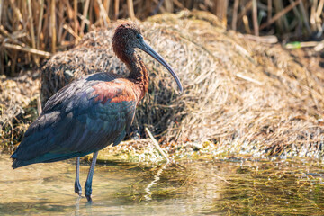 The glossy ibis, latin name Plegadis falcinellus, searching for food in the shallow lagoon.