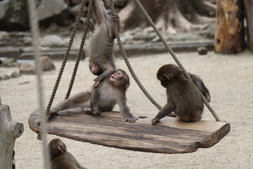 さるの群れ、高崎山自然動物園、大分県