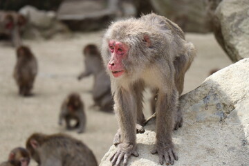 Obraz premium さるの群れ、高崎山自然動物園、大分県