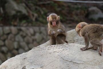 さるの群れ、高崎山自然動物園、大分県