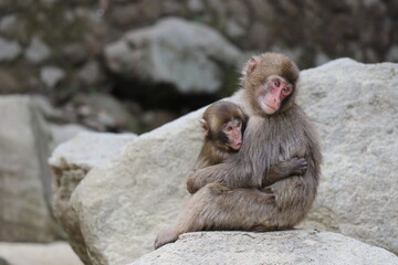 Obraz premium さるの群れ、高崎山自然動物園、大分県