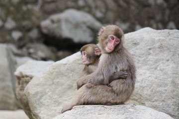 Obraz premium さるの群れ、高崎山自然動物園、大分県