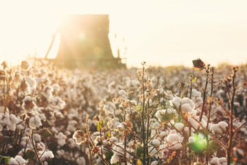Cotton in a Louisiana Field