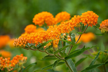 Butterfly weed (Asclepias tuberosa) blooming in the garden. It is a species of milkweed and excellent source of pollen and nectar for pollinating insects. - 509296746