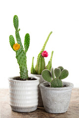 Cactus Houseplants on a White Background