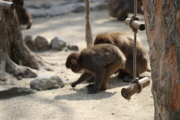 さるの群れ、高崎山自然動物園、大分県