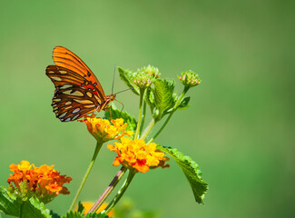 Gulf Fritillary butterfly (Agraulis vanillae) feeding on lantana flowers in Texas summer. Natural green background with copy space.