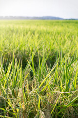Rice Plants in a Louisiana Field