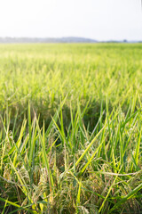 Rice Growing in a Louisiana Field