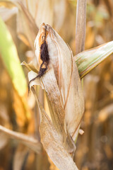 Dried Corn on Stalk in a Field