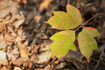 Poison Ivy Plant in Forest