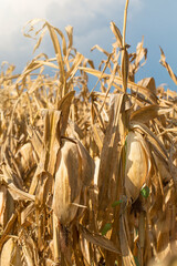 Dried Corn in Field