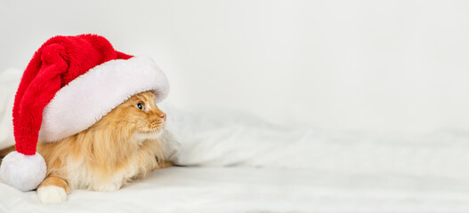 Red Maine Coon cat lying under a white blanket in a santa hat. Stretched panoramic image for banner