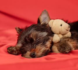 York terrier puppy lying on a red background