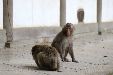 さるの群れ、高崎山自然動物園、大分県