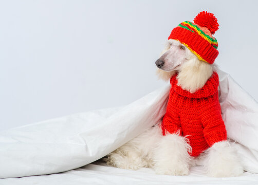 A white poodle dog sitting on a bed under a blanket with a red knitted sweater and a hat with a ponpon. Stretched panoramic image for banner