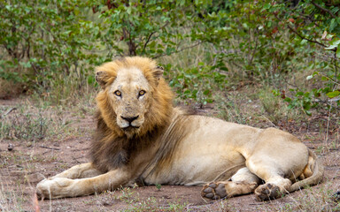 A male African lion isolated in the wild