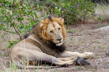 A male African lion isolated in the wild