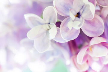 Background of blooming purple terry lilac. Soft focus © OLAYOLA