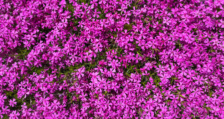 Naklejka premium Background of purple flowers Phlox in spring
