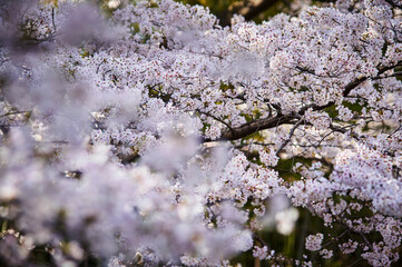 桜　春　暖かな時間