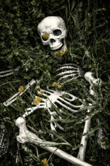 Human skeletal bone remains among the grass, weeds and dandelions of a field meadow. Crime scene or...