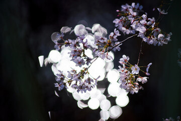 桜　春　暖かな時間
