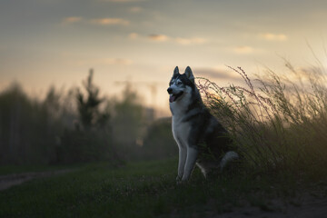 Siberian Husky dog