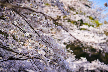 桜　春　暖かな時間