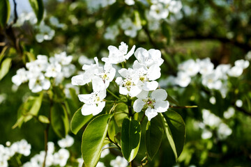 pear blooming in the garden in spring