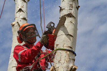Tree surgeon. Working with a chainsaw. Sawing wood with a chainsaw.