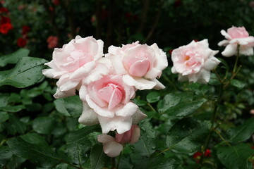 薔薇の花