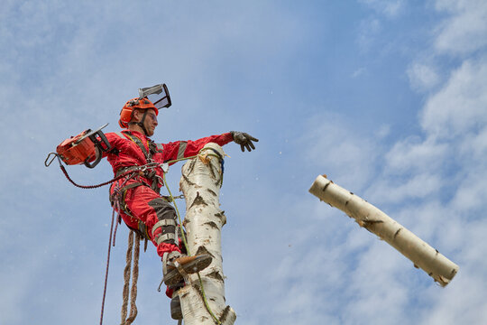 Tree surgeon. Working with a chainsaw. Sawing wood with a chainsaw.