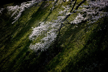 桜　凛とした風景　妖艶　美しさ　静寂　暖かさ　光　春　和風　オリエンタル　瞑想　精神　瞑想