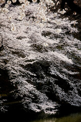 桜　凛とした風景　妖艶　美しさ　静寂　暖かさ　光　春　和風　オリエンタル　瞑想　精神　瞑想